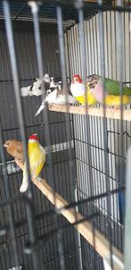 Wegens het stoppen met mijn hobby, Dieren en Toebehoren, Meerdere dieren, Tropenvogel