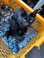 Kittens te koop, Dieren en Toebehoren, Poes, Langharig, 0 tot 2 jaar