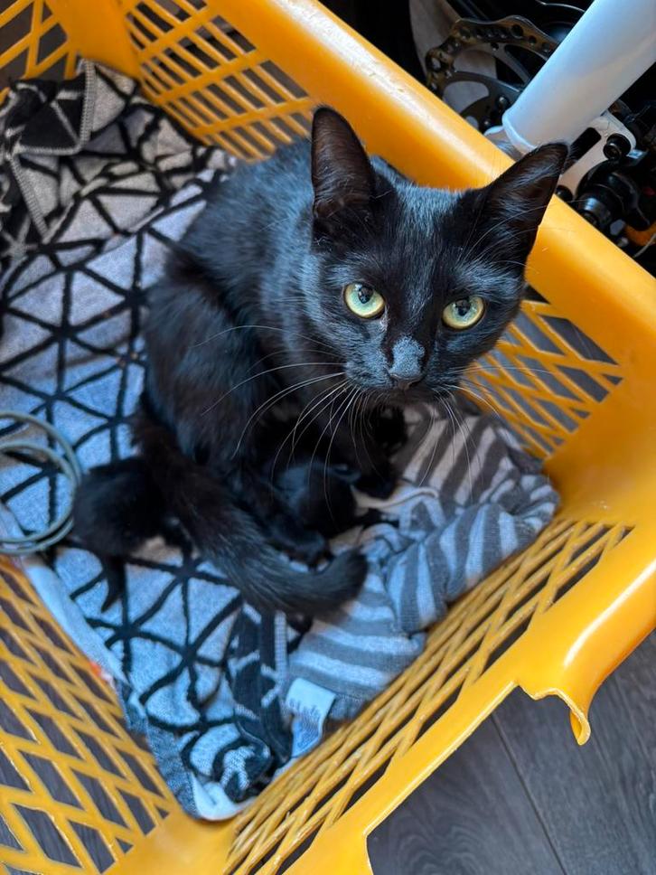 Kittens te koop, Dieren en Toebehoren, Katten en Kittens | Overige Katten, Langharig, Poes, 0 tot 2 jaar
