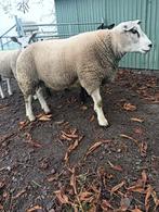 Rammen, Dieren en Toebehoren, Mannelijk, Schaap