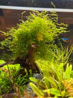 Javamos en levermos, Dieren en Toebehoren, Ophalen of Verzenden, Plant(en), Steen of Hout