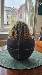 Cactus, Huis en Inrichting, Ophalen of Verzenden, Zo goed als nieuw, Rond, Steen of Aardewerk