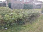 Gratis rozenbottels, Ophalen of Verzenden, Overige soorten, Minder dan 100 cm