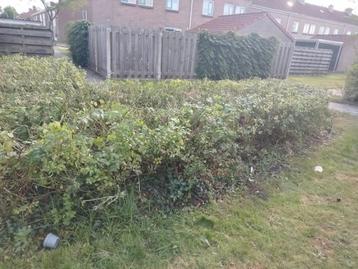 Gratis rozenbottels  beschikbaar voor biedingen