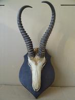 Curiosa bokkengewei bokkenkop bokkenschedel gewei bok 1960, Ophalen of Verzenden