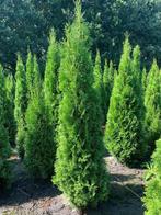 Coniferen direct van de kwekerij Thuja Smaragd, Haag, Conifeer, Ophalen, 100 tot 250 cm