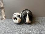 Beren cavia duo; Gladhaar en Us Teddy, Dieren en Toebehoren, Knaagdieren, Cavia, Mannelijk, Tam, Oktober