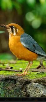 Koppel dama lijsters, Dieren en Toebehoren, Meerdere dieren, Geringd