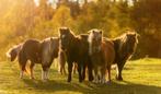Pensioenplek gezocht Shetlander omgeving Midwolda/Winschoten, Dieren en Toebehoren, Weidegang, 1 paard of pony