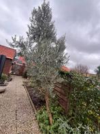 Prachtige grote olijfboom, Olijfboom, Zomer, 400 cm of meer, Ophalen