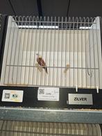 Roodbruine witkoppnon, Dieren en Toebehoren, Mannelijk