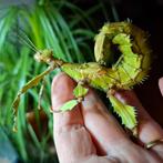 Volwassen koppel extatosama tiaratum Innisfail, Wandelende tak