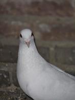 Kleur postduif man, Dieren en Toebehoren, Postduif