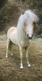 Knappe mini paard hengstjes, 0 tot 2 jaar, Hengst, A pony (tot 1.17m), Onbeleerd