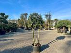 Groenblijvende steeneik (Quercus ilex) 3 stammig te koop!!!, 100 tot 250 cm, Zomer, Volle zon, In pot