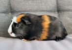 Cavia: Cuy beertje, Dieren en Toebehoren, Knaagdieren, Cavia, Augustus, Mannelijk, Tam