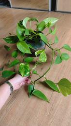 Epipremnum aureum, Huis en Inrichting, Kamerplanten, Ophalen, Overige soorten, Minder dan 100 cm