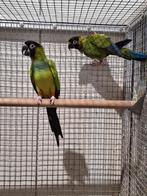Koppels Nandaya parkieten., Dieren en Toebehoren, Vogels | Parkieten en Papegaaien