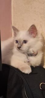 Heilige birmaan kitten met stamboom, Poes, Met stamboom