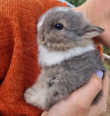 Konijntjes beschikbaar voor biedingen