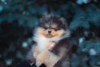 Pomeriaan pup reutje Merle met bear type – te reserveren, Keeshond, Reu, 8 tot 15 weken, Buitenland