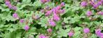 Planten ruilen geranium frambozenstruik maagdenpalm varens, Verzenden, Zomer