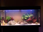JUWEL Aquarium 180L, Ophalen, Zo goed als nieuw, Gevuld zoetwateraquarium