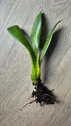 Kamerplant | Sansevieria / Vrouwentong, Ophalen, Overige soorten, Halfschaduw, Minder dan 100 cm