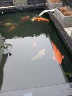 Koi karpers 20-50 cm, Dieren en Toebehoren, Vissen | Vijvervissen, Karper of Koi