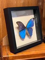 Grote Morpho in vitrine / lijst vlinder, Ophalen of Verzenden, Zo goed als nieuw, Insect, Opgezet dier