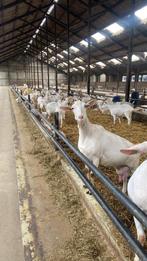 Huurwoning gezocht, huurhuis gezocht , boerderij woning