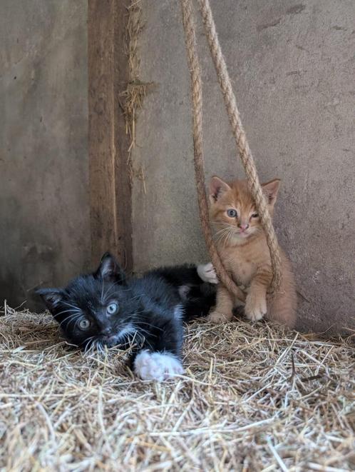 Tamme kittens, Dieren en Toebehoren, Katten en Kittens | Dekkaters