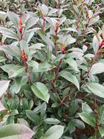 Glansmispel photinia fraseri ‘Red Robin', Tuin en Terras, Ophalen of Verzenden, Haag, Minder dan 100 cm