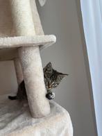 Lieve kitten zoekt een nieuw thuis, Dieren en Toebehoren, Katten en Kittens | Overige Katten, Kater, Kortharig, 0 tot 2 jaar