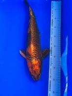Hi-Utsuri 45 cm, Karper of Koi