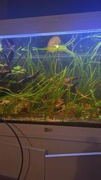 Valisineria stekken, Dieren en Toebehoren, Vissen | Aquaria en Toebehoren, Ophalen, Nieuw, Plant(en), Steen of Hout