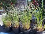 Lampenpoetsersgras grote potten., Tuin en Terras, Planten | Tuinplanten, Ophalen of Verzenden, Zomer, Overige soorten