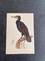 10 prenten vogels/watervogels 16,5x24 samen 17,50 oa fuut, Ophalen of Verzenden, Natuur en Biologie