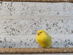 Kanaries mannen en poppen, Dieren en Toebehoren, Meerdere dieren, Kleurkanarie