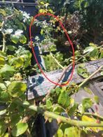 Klimroos, Tuin en Terras, Ophalen, Overige soorten, Volle zon