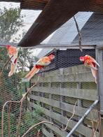 rubino rosellas, Meerdere dieren, Parkiet, Geringd