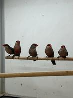 St Helena Fazantjes, Meerdere dieren, Tropenvogel, Geringd