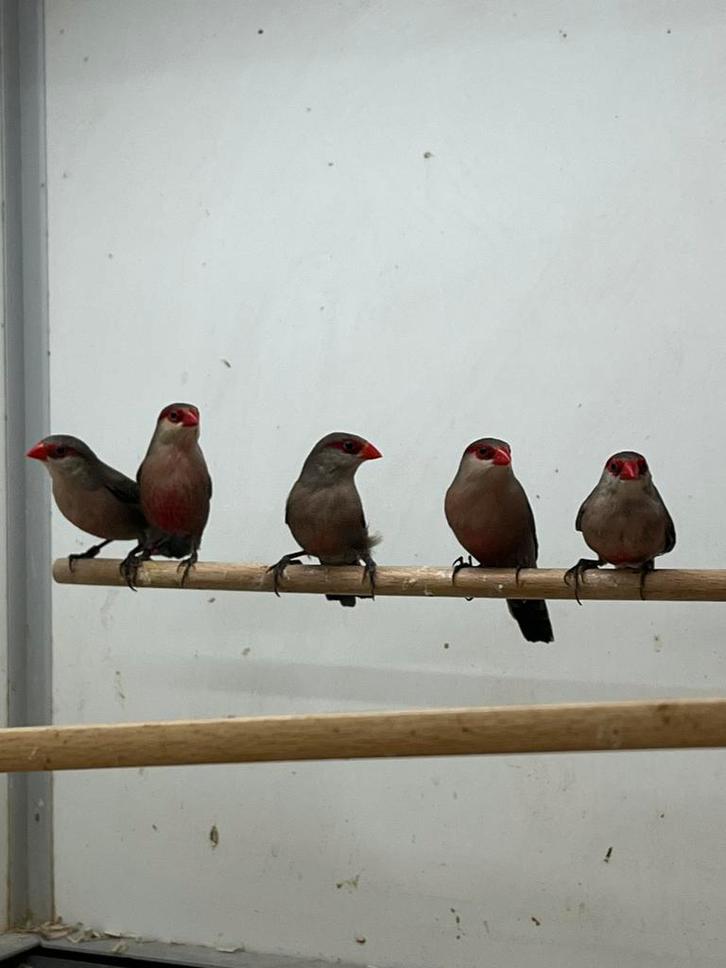 St Helena Fazantjes, Dieren en Toebehoren, Vogels | Overige Vogels, Tropenvogel, Meerdere dieren, Geringd