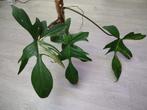 Philodendron Florida Beauty, Huis en Inrichting, Kamerplanten, Ophalen of Verzenden, Overige soorten, Minder dan 100 cm