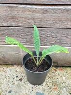 Kardoen, Ophalen, Zomer, Vaste plant, Groenteplanten