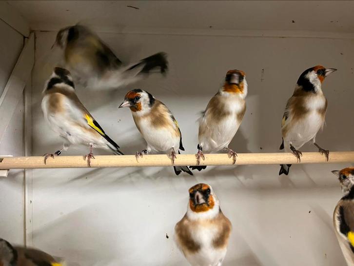 Mooie major putters en grote barmsijzen, Dieren en Toebehoren, Vogels | Overige Vogels, Wildzangvogel, Meerdere dieren, Geringd