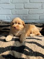 Boompoo x toy poedel pups, boomer, poedel, Dieren en Toebehoren, Nederland, Overige rassen, CDV (hondenziekte), 8 tot 15 weken