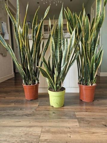 3 grote sansevieria's potmaat 22 cm beschikbaar voor biedingen