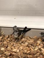 Div bichenowastrilde, Dieren en Toebehoren, Meerdere dieren