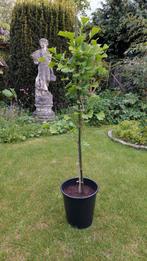 Ginkgo Biloba Japanse Notenboom in pot, Tuin en Terras, Planten | Bomen, In pot, Ophalen